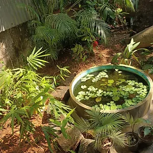 https://adams-wood-house.kerala-hotels.net